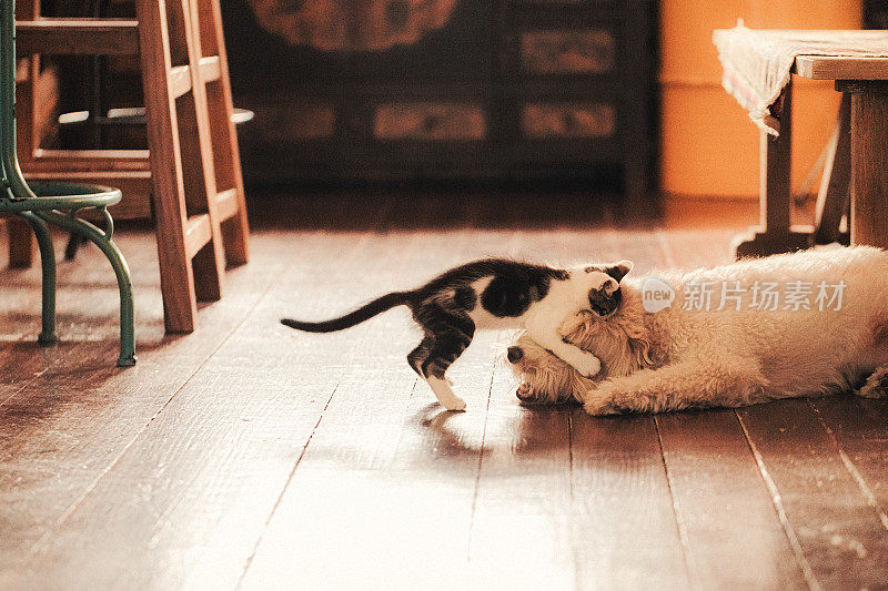 Cat Playing With dog In dining room